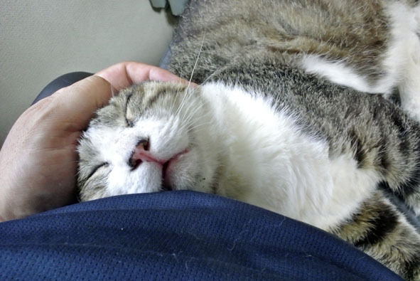 うちのとらまる