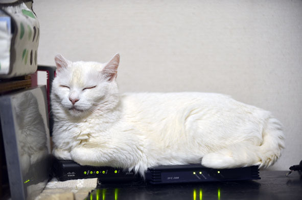 うちのとらまる