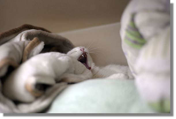 うちのとらまる