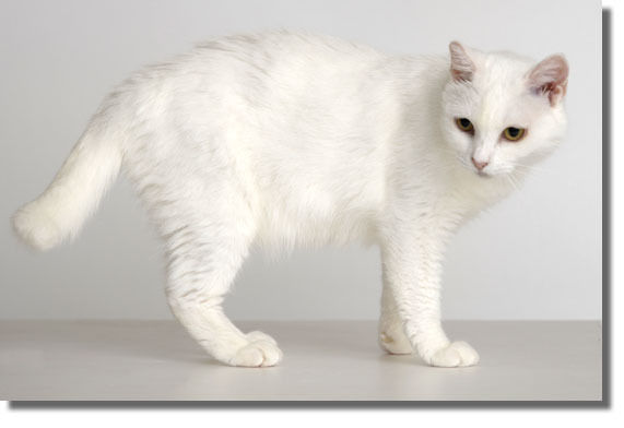 うちのとらまる