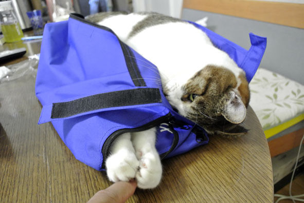 うちのとらまる