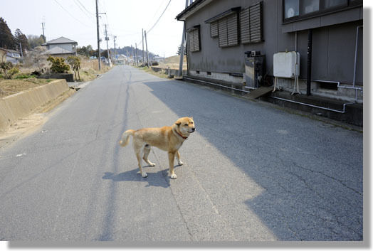 うちのとらまる