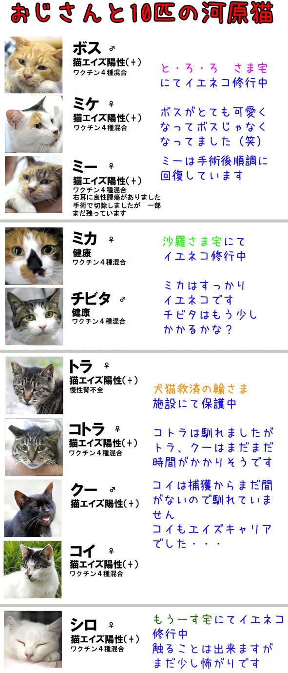 うちのとらまる