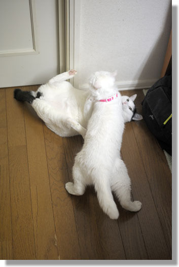 うちのとらまる