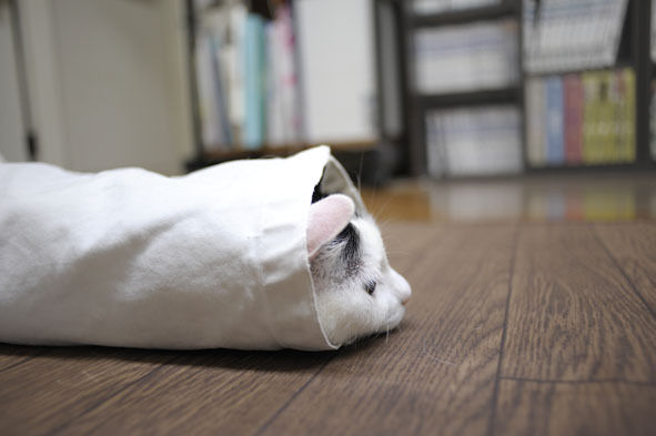 うちのとらまる