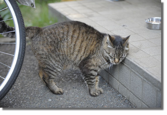 うちのとらまる