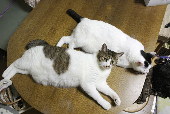 うちのとらまる