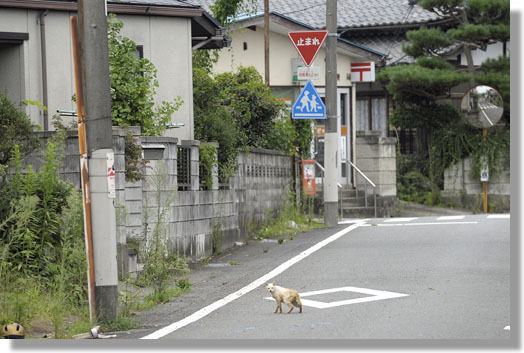 うちのとらまる