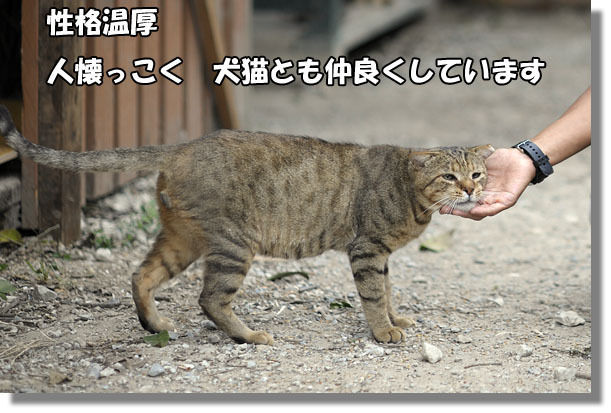 うちのとらまる
