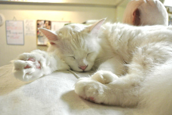 うちのとらまる