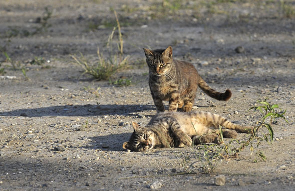 うちのとらまる