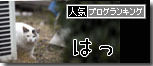 うちのとらまる