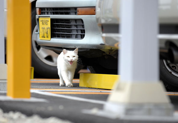 うちのとらまる