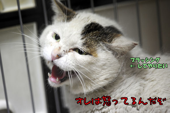 うちのとらまる