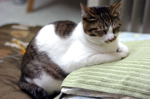 うちのとらまる