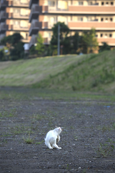 うちのとらまる