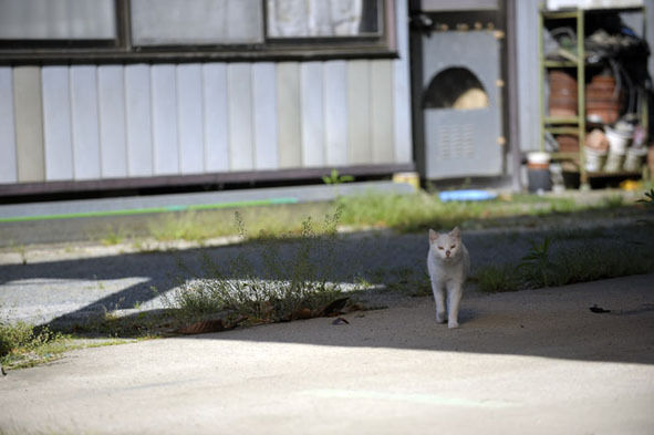 うちのとらまる