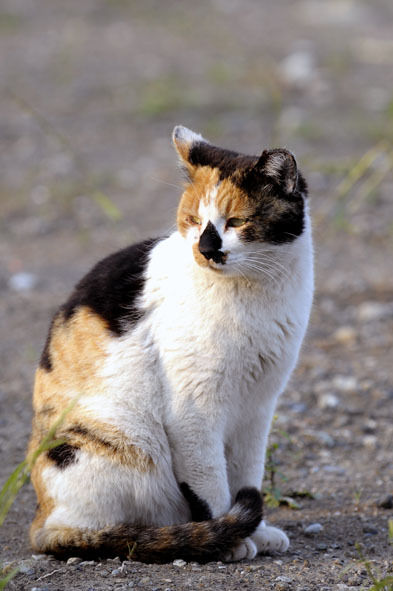 うちのとらまる