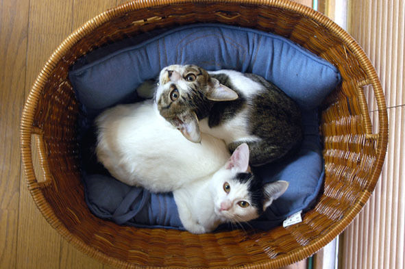 うちのとらまる