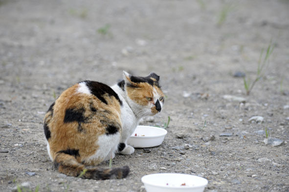 うちのとらまる