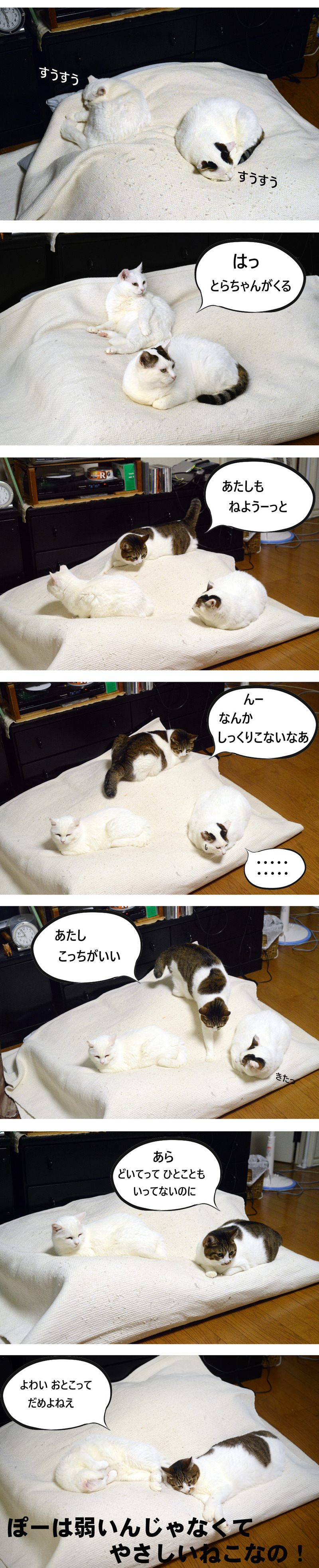 やさしいねこなの