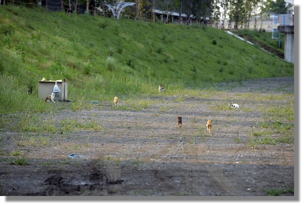 うちのとらまる