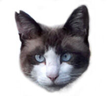 スモールブルーアイ02