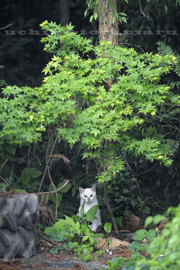 うちのとらまる
