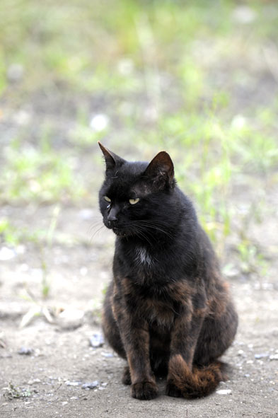 うちのとらまる