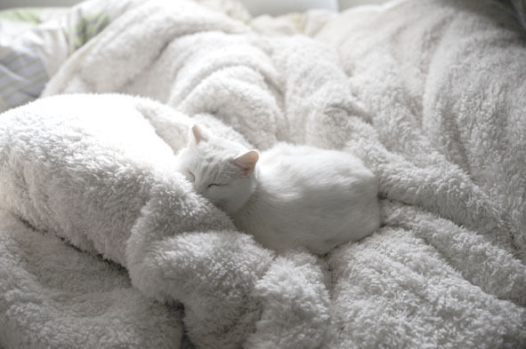 うちのとらまる