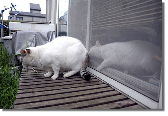 うちのとらまる
