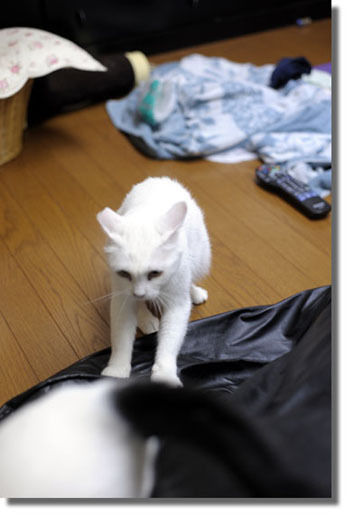 うちのとらまる