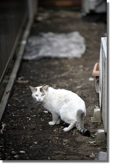 うちのとらまる