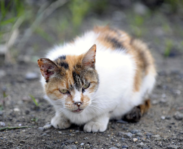 うちのとらまる
