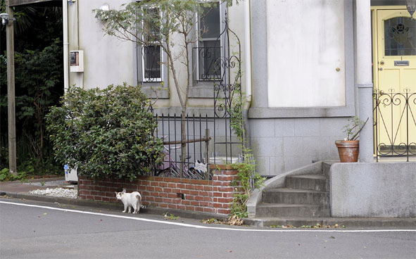 うちのとらまる