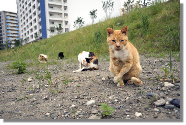 うちのとらまる