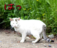 うちのとらまる