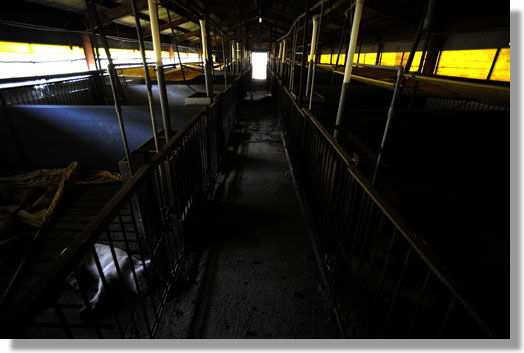 うちのとらまる