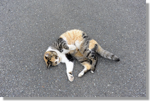 うちのとらまる