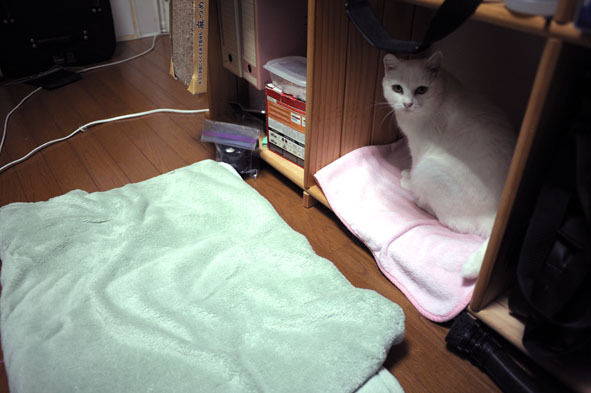 うちのとらまる