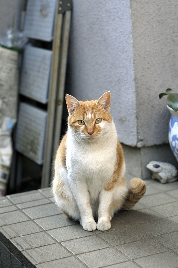 うちのとらまる