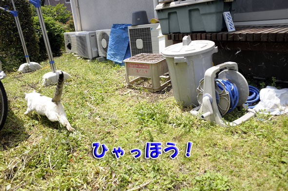うちのとらまる