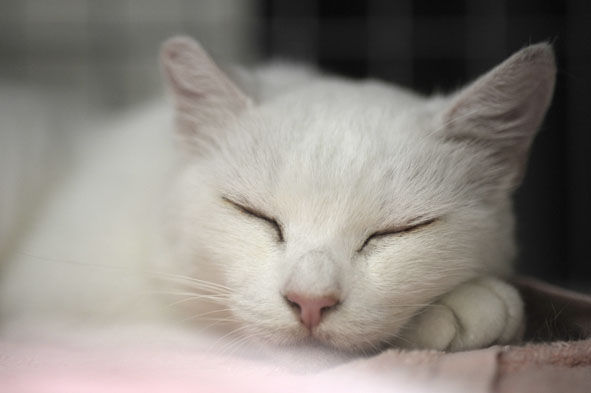 うちのとらまる