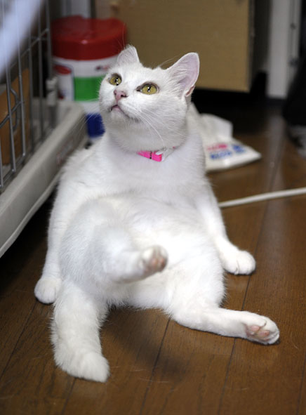 うちのとらまる
