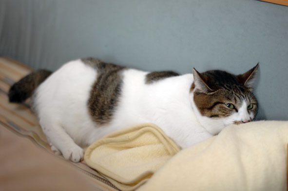 うちのとらまる