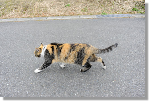 うちのとらまる