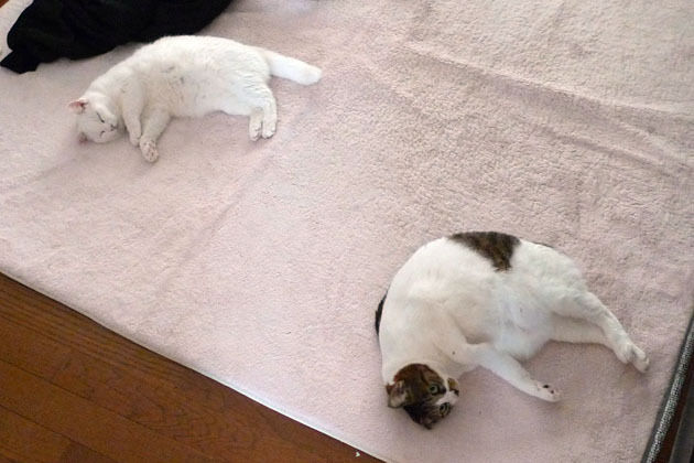 うちのとらまる