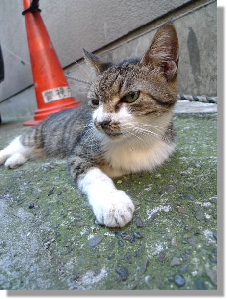 うちのとらまる