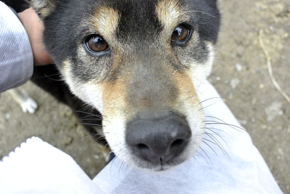 うちのとらまる