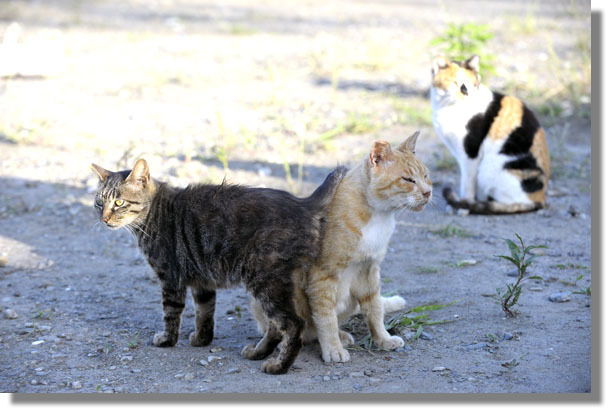 うちのとらまる